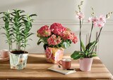 Plante fleurie prêt a offrir en promo chez Intermarché Hyper Nancy à 14,99 €