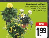 Bienenfreundliche Pflanze im Angebot bei EDEKA in Erlangen Bienenfreundliche Pflanze Angebote bei EDEKA Erlangen für 1,99 €