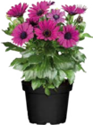 Aktuelles Kapkörbchen (Osteospermum) Angebot bei Globus-Baumarkt in Dortmund ab 2,49 €