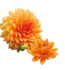 Dahlien  im aktuellen Hagebaumarkt Prospekt für 2,59 €