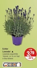 Echter Lavendel im V-Markt Prospekt Echter Lavendel von im aktuellen V-Markt Prospekt fĂŒr 3,79 âŹ