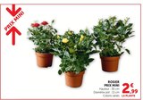 Rosier - Prix Mini - Super U à Strasbourg Rosier - Prix Mini en promo chez Super U Strasbourg à 2,99 €