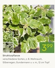 Strukturpflanze im Pflanzen Kölle Prospekt zum Preis von 3,99 €