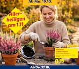 Heidekraut im Angebot bei Lidl in Pirmasens Heidekraut Angebote bei Lidl Pirmasens für 0,99 €