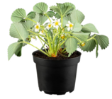 BIO-Erdbeere im Angebot bei Blume 2000 in Stendal BIO-Erdbeere Angebote bei Blume 2000 Stendal für 5,99 €