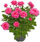 Topfrose im aktuellen REWE Prospekt für 1,66 €