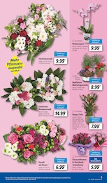Lidl Chrysantheme im Prospekt 