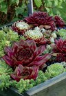 Hauswurz/Fetthenne im Angebot bei toom Baumarkt in Bergisch Gladbach Hauswurz/Fetthenne Angebote bei toom Baumarkt Bergisch Gladbach für 3,99 €