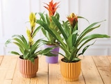 Bromelia - Super U à Perpignan Bromelia en promo chez Super U Perpignan à 9,99 €