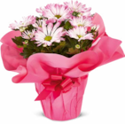 Aktuelles Chrysantheme Angebot bei Netto Marken-Discount in Augsburg ab 4,99 €