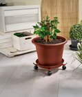 Porte-plantes à roulettes extensible - PARKSIDE en promo chez Lidl Amiens à 4,99 €