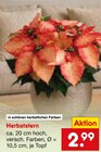 Herbststern im Angebot bei Netto Marken-Discount in Unna Herbststern Angebote bei Netto Marken-Discount Unna für 2,99 €