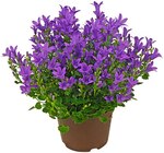 Glockenblume im Angebot bei Penny in Lutherstadt Wittenberg Glockenblume Angebote bei Penny Lutherstadt Wittenberg für 2,99 €