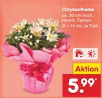 Chrysantheme Angebot in Vilseck Chrysantheme im aktuellen Prospekt bei Netto Marken-Discount in Vilseck
