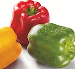 Lidl Bad Oeynhausen - Paprika-Mix Angebot im Prospekt Paprika-Mix bei Lidl im Bad Oeynhausen Prospekt für 1,11 €