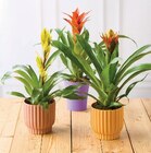 Bromelias en promo chez Super U Toulon à 9,99 €