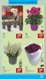 Chrysanthèmes Angebote im Prospekt "PROPRETÉ ILLIMITÉE JUSQU'À -68% SUR LE 2ÈME" von Aldi auf Seite 43