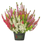 Calluna High Five bei Netto mit dem Scottie im Prospekt "" für 2,69 €