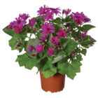 Teneriffa Aster bei Lidl im Burg Stargard Prospekt für 2,99 €