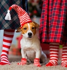 Kuschelsocken Weihnachten für 3,99 € bei budni im Angebot Kuschelsocken Weihnachten im aktuellen budni Prospekt