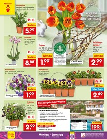 Blumen im Netto Marken-Discount Prospekt "Aktuelle Angebote" mit 64 Seiten (Dortmund)