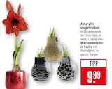 Amaryllis vorgetrieben Angebote bei Marktkauf Kirchheim für 9,99 €