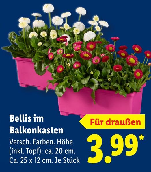 Bellis im Balkonkasten