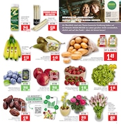 Aktueller Marktkauf Prospekt mit Pflanzen, "Aktuelle Angebote", Seite 9