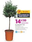 Promo Olivier mini-tige à 14,99 € dans le catalogue Delbard à Tonnerre