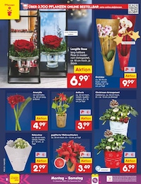 Blumen Angebot & Preis im aktuellen Netto Marken-Discount Prospekt Blumen Angebot im aktuellen Netto Marken-Discount Prospekt auf Seite 8