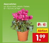 Alpenveilchen im Angebot bei Netto Marken-Discount in Trier Alpenveilchen Angebote bei Netto Marken-Discount Trier für 1,99 €