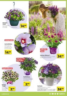 Hortensie im Hagebaumarkt Prospekt "Raus in den Garten? SO günstig geht das!" mit 20 Seiten (Hildesheim)