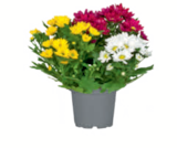 Chrysanthemen für 1,79 € bei toom Baumarkt im Angebot Chrysanthemen im aktuellen toom Baumarkt Prospekt