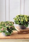 Kalanchoe en promo chez Super U Saint-Nazaire à 9,99 €