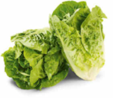 Mini-Romana Salat von Markttag im aktuellen Netto Marken-Discount Prospekt