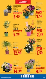 Hortensia Angebote im Prospekt "Fan de l'été" von Lidl Hortensia Angebote im Prospekt "Fan de l'été" von Lidl auf Seite 29