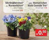Stiefmütterchen o. Hornveilchen Angebote bei Zimmermann Emden für 0,55 €