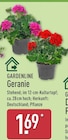 Geranie von Gardenline im aktuellen ALDI Nord Prospekt