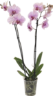 Orchidée Phalaenopsis 2 Tiges - GARDENLINE - Aldi à Argenteuil Orchidée Phalaenopsis 2 Tiges - GARDENLINE en promo chez Aldi Argenteuil à 7,99 €