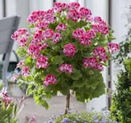 Edelgeranie-Midistamm von Kölles Beste im aktuellen Pflanzen Kölle Prospekt für 15,99 €