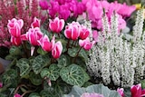Promo Composition d'automne ECLOZ à 16,99 € dans le catalogue Jardiland à Gometz-le-Châtel