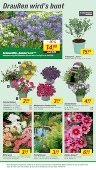 Blumen im aktuellen toom Baumarkt Prospekt (Leipzig) Blumen im toom Baumarkt Prospekt "Respekt, wer's selber macht." mit 26 Seiten (Leipzig)