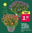 Saxifraga 'Steinbrech' im aktuellen Netto mit dem Scottie Prospekt