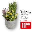 Bepflanztes Outdoor Gefäß im Angebot bei EDEKA in Sindelfingen Bepflanztes Outdoor Gefäß Angebote bei EDEKA Sindelfingen für 11,99 €