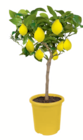 Zitrus-Stämmchen bei toom Baumarkt im Sonthofen Prospekt für 29,99 €