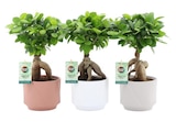 Ficus ginseng en promo chez Carrefour Ficus ginseng dans le catalogue Carrefour