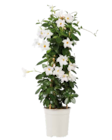 Dipladenia Pyramide  im aktuellen Lidl Prospekt für 9,99 €