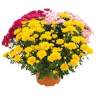 Chrysanthème Pomponnette Arlequin - Carrefour Market à Argenteuil Chrysanthème Pomponnette Arlequin en promo chez Carrefour Market Argenteuil à 2,99 €