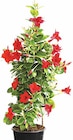 Dipladenie von  im aktuellen Dehner Garten-Center Prospekt für 32,99 €