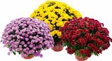 CHRYSANTHEMEN BUSCH (CHRYSANTHEMUM INDICUM) bei OBI im Amberg Prospekt für 3,99 €